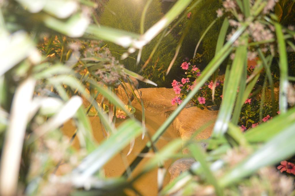 Pension Sofia Páros Dış mekan fotoğraf
